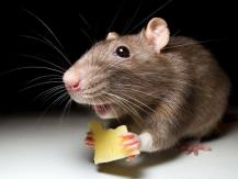 Repelente de roedores - Controle eficaz de pragas