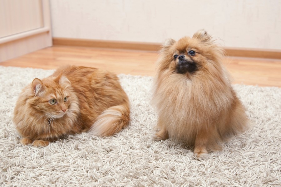chat et chien sur le tapis