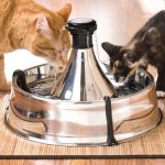 Car drinkers for cats - what you need to know about them