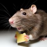 Repeller Rodent - Kawalan Perosak Berkesan